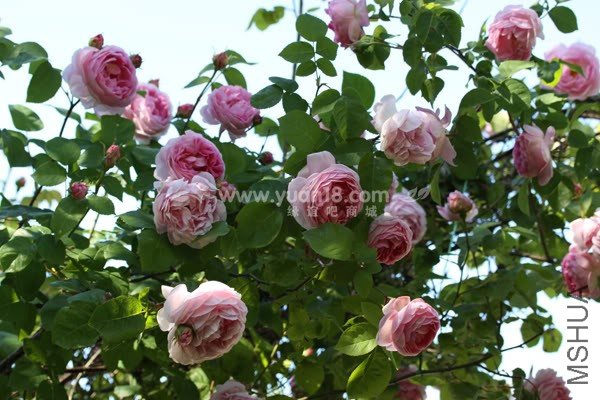 CONSTANCE SPRY 13.jpg