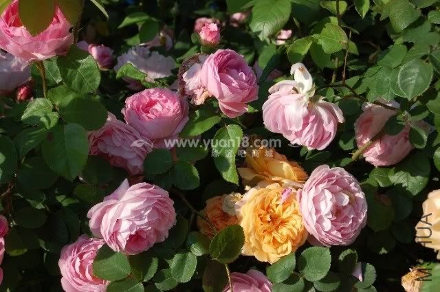 CONSTANCE SPRY 17.jpg