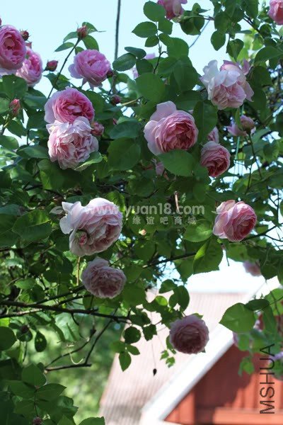 CONSTANCE SPRY 14.jpg