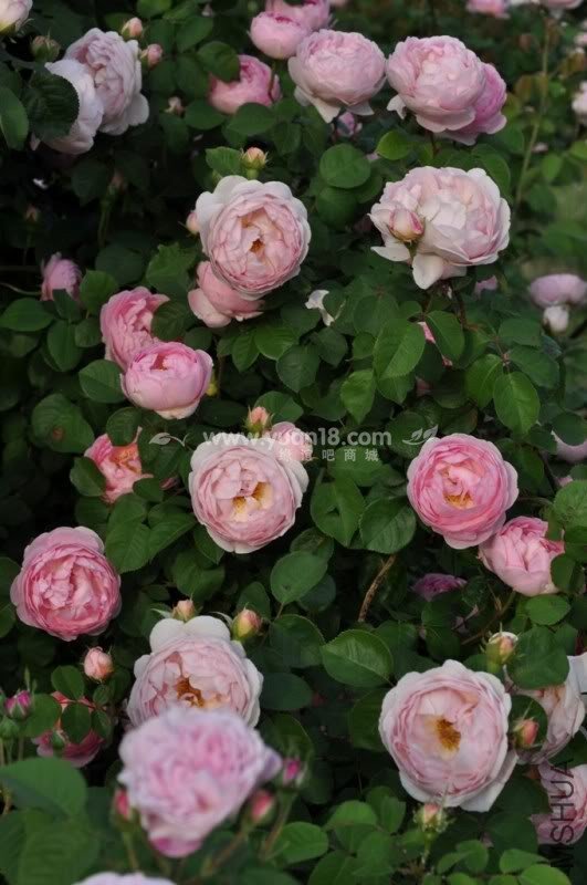 CONSTANCE SPRY 12.jpg