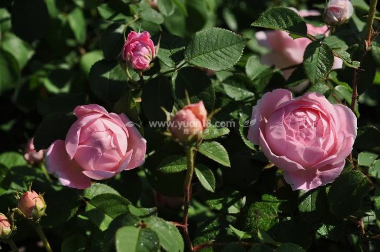 CONSTANCE SPRY 10.jpg