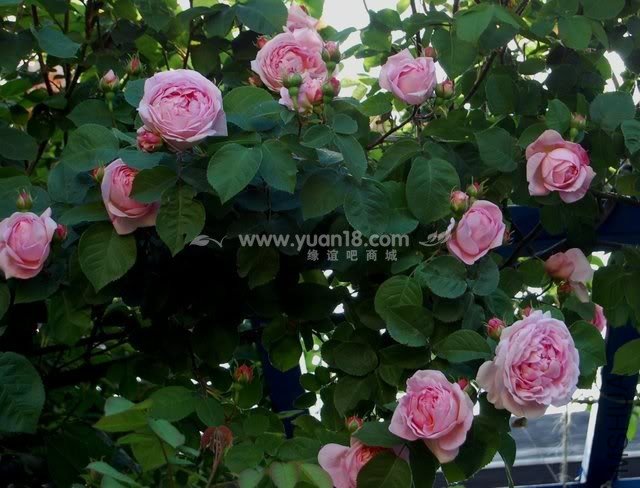 CONSTANCE SPRY 5.jpg