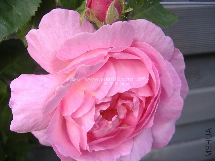 CONSTANCE SPRY 2.jpg