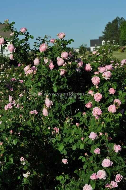 CONSTANCE SPRY 6.jpg