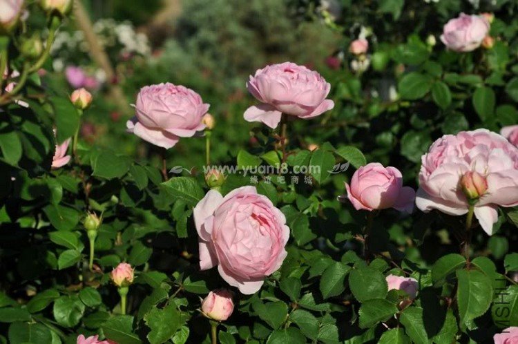 CONSTANCE SPRY 7.jpg