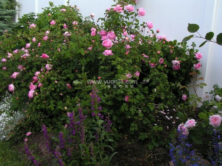 CONSTANCE SPRY 19.jpg