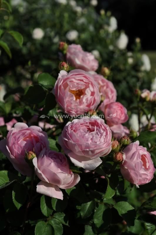 CONSTANCE SPRY 9.jpg