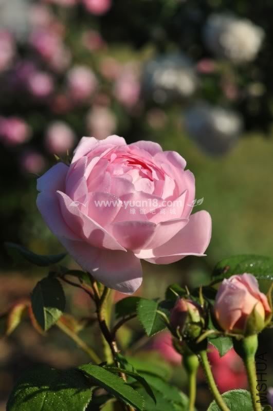 CONSTANCE SPRY 8.jpg