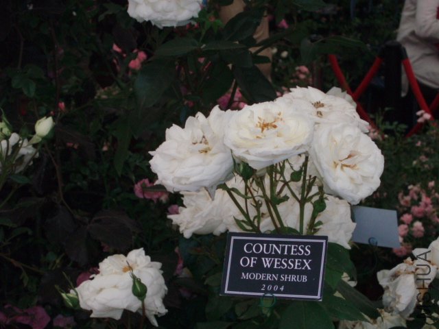 COUNTESS OF WESSEX 1.jpg