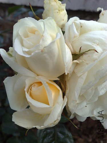 COUNTESS OF WESSEX 2.jpg