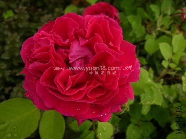 DUKE OF EDINBURGH 2.jpg