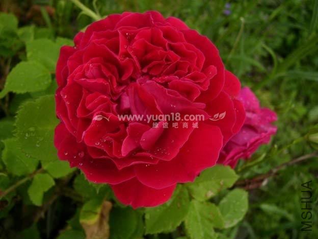 DUKE OF EDINBURGH 1.jpg