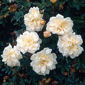 16��Gardenia.jpg