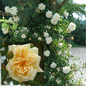 15��Gardenia 2.jpg