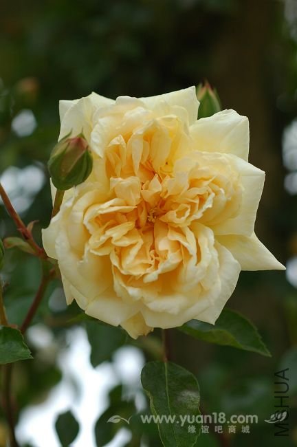 15��Gardenia 1-1.jpg