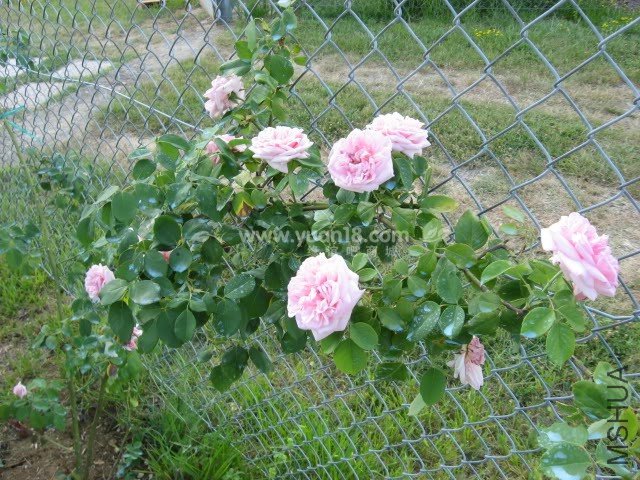 GLOIRE DE DIJON 5.jpg