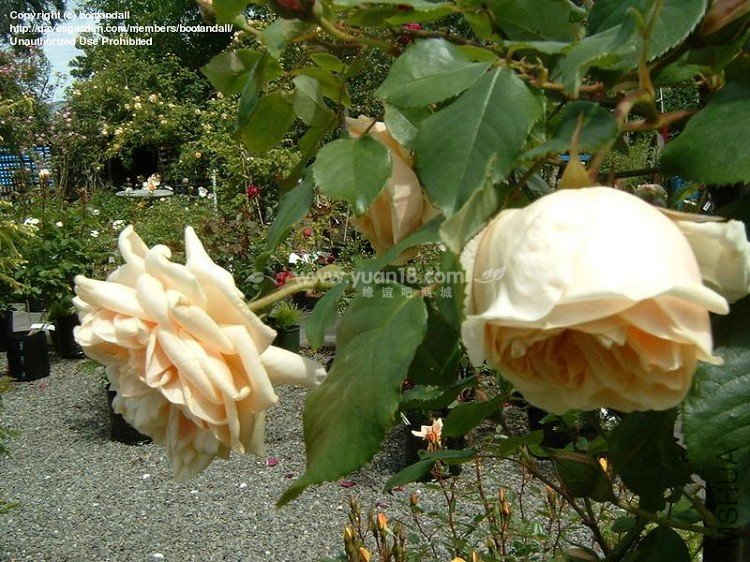 Gloire de Dijon 11.jpg