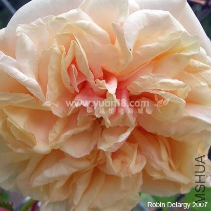 GLOIRE DE DIJON 1.jpg