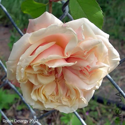 GLOIRE DE DIJON 2.jpg