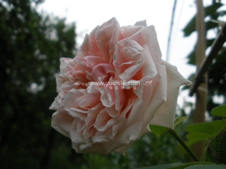 GLOIRE DE DIJON 3.jpg