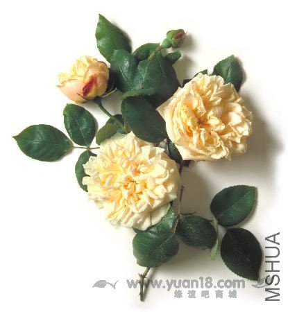 GLOIRE DE DIJON 8.jpg