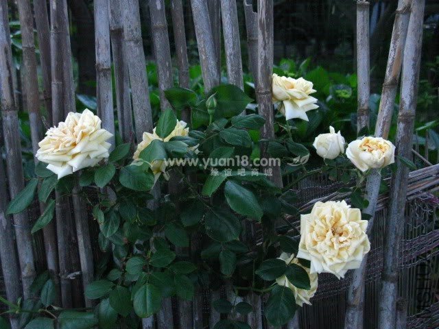 GLOIRE DE DIJON 7.jpg