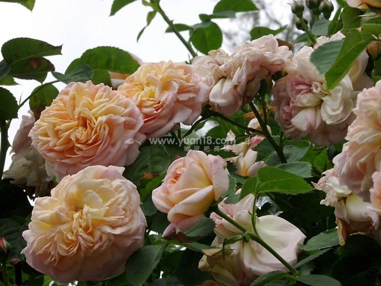 GLOIRE DE DIJON 10.jpg