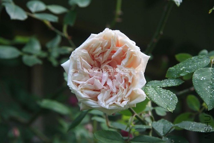 GLOIRE DE DIJON 6.jpg