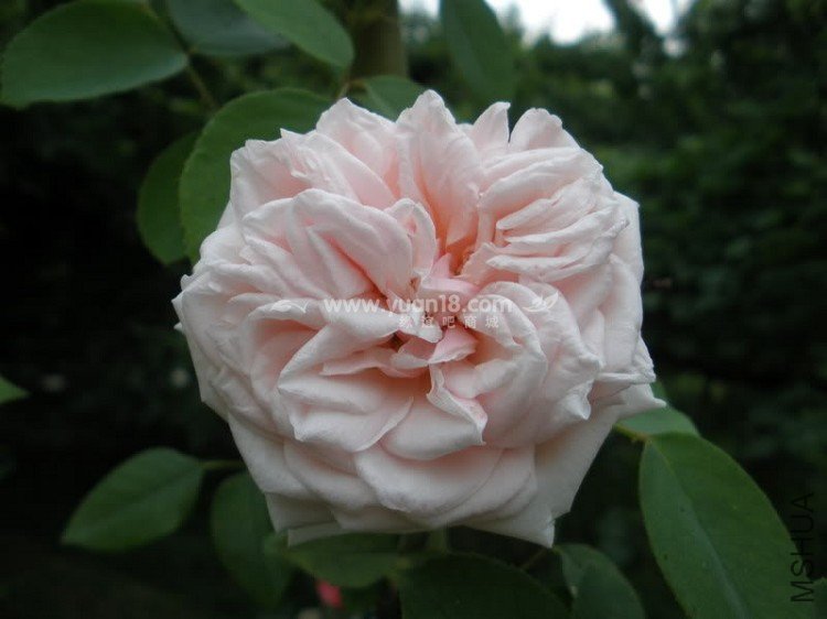 GLOIRE DE DIJON 4.jpg