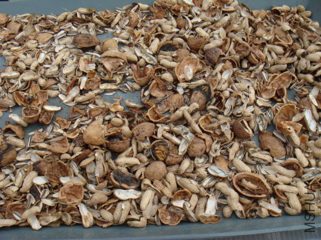 DSC06710.JPG
