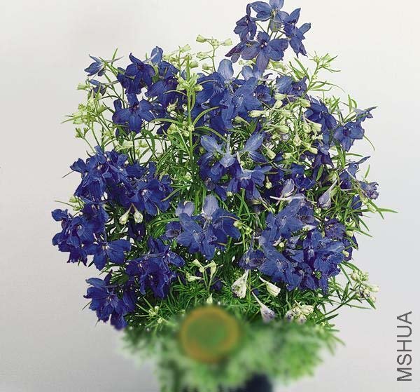 item.taobao.com__T2MS8hXhtbXXXXXXXX_!!46506097.jpg