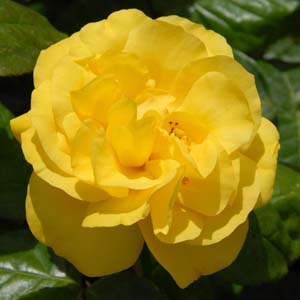 GOLDEN WEDDING 1.jpg