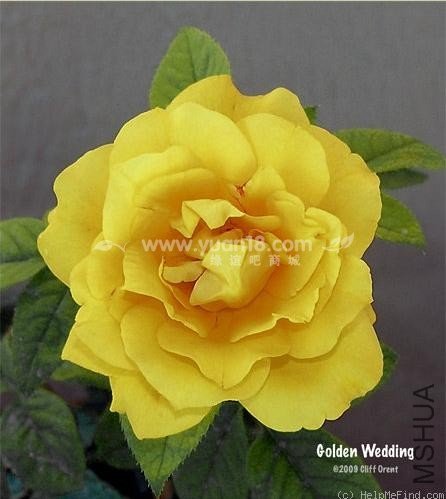 Golden wedding 4.jpg