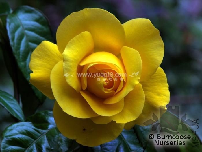 GOLDEN WEDDING 2.jpg