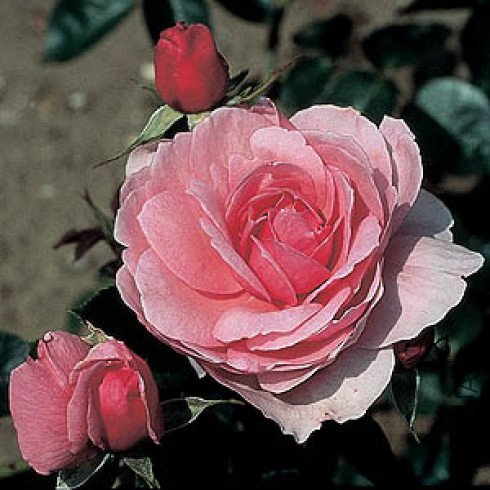 HORATIO NELSON 1.jpg