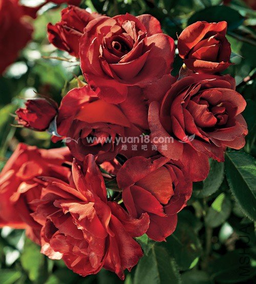 HOT  CHOCOLATE (STANDARD)10.jpg