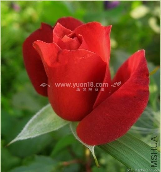 HOT  CHOCOLATE (STANDARD).jpg