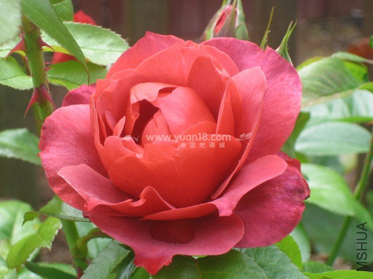 HOT  CHOCOLATE (STANDARD)13.jpg