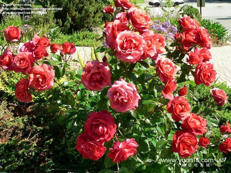 HOT  CHOCOLATE (STANDARD)15.jpg