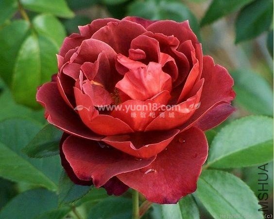 HOT  CHOCOLATE (STANDARD)4.jpg