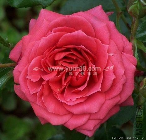 HOT  CHOCOLATE (STANDARD)7.jpg