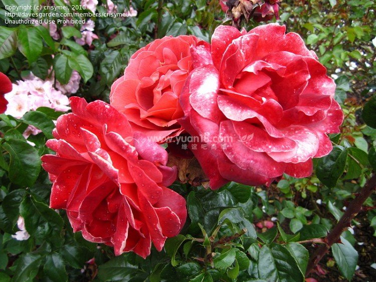 HOT  CHOCOLATE (STANDARD)14.jpg