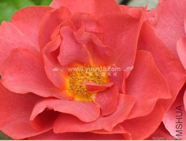 HOT  CHOCOLATE (STANDARD)6.jpg