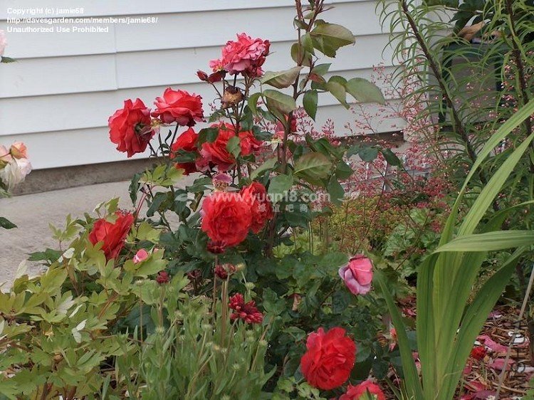 HOT  CHOCOLATE (STANDARD)17.jpg