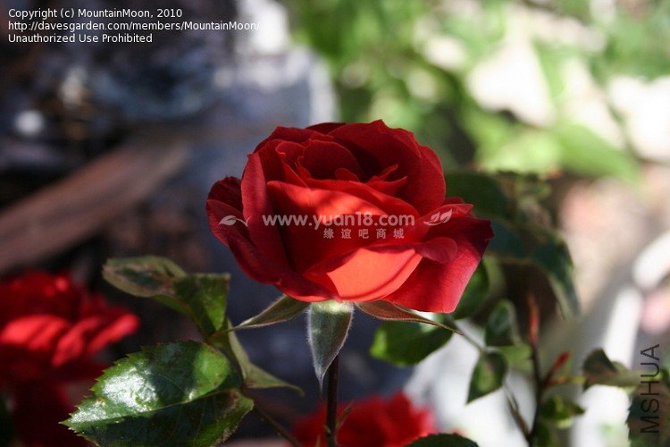 HOT  CHOCOLATE (STANDARD)21.jpg