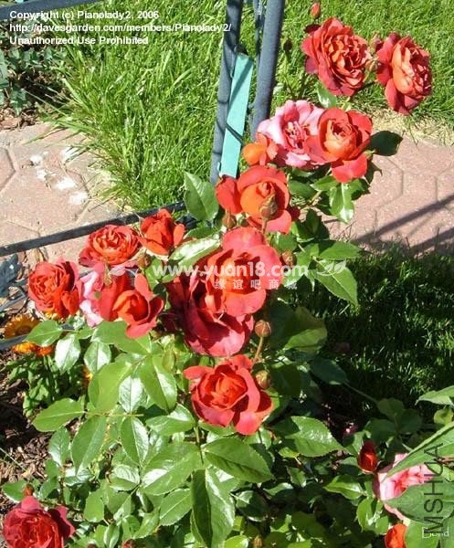 HOT  CHOCOLATE (STANDARD)18.jpg