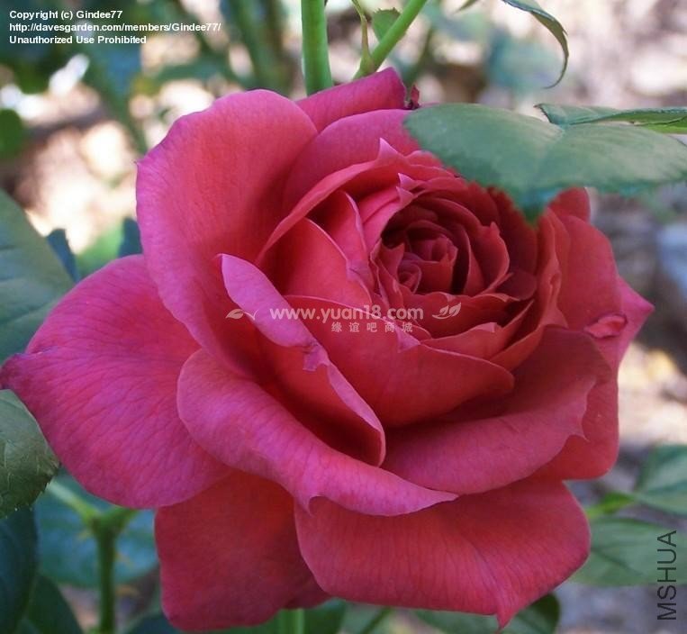 HOT  CHOCOLATE (STANDARD)16.jpg