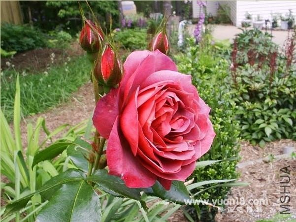 HOT  CHOCOLATE (STANDARD)2.jpg.jpg