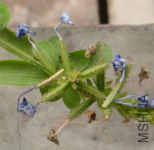 ѩ������