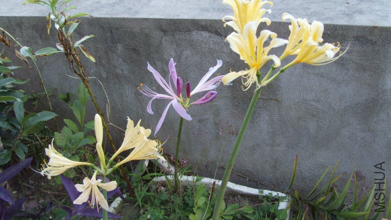 SNV38259.JPG